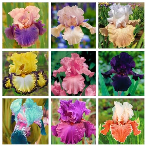 iris bulbi，iris bulbi rifiorente，iris bulbi misti，bulbi resistenti al freddo e alla siccità，perenne, piantagione del cortile del giardino-4 bulbi-a