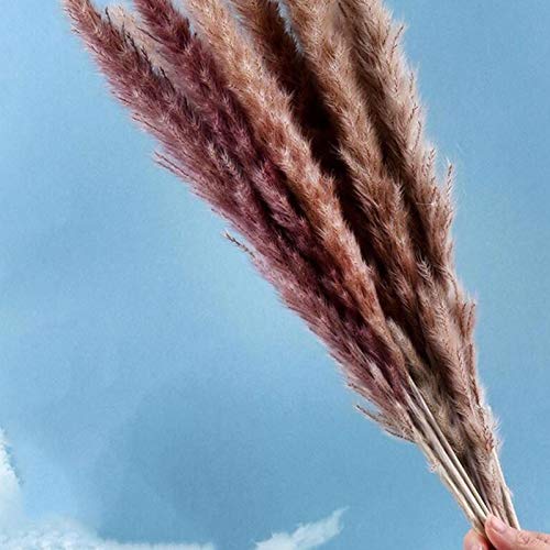 15 grama pampas secas, planta cana 61 cm flores reais românticas flores casamento, pampas naturais s