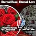 ADDWel Valentine's Gifts for Her, Preserved Red Rose Bouquet – Real Long-Lasting Flowers Gift for Wife, Girlfriend, Mom – Romantic Vday, Anniversary, Birthday, Graduation Gifts for Women