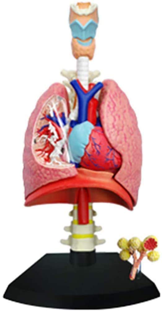1 X Modello anatomico del polmone Umano 1: 3 organi Staccabili e Parte del Corpo Modelli scientifici di Anatomia Umana