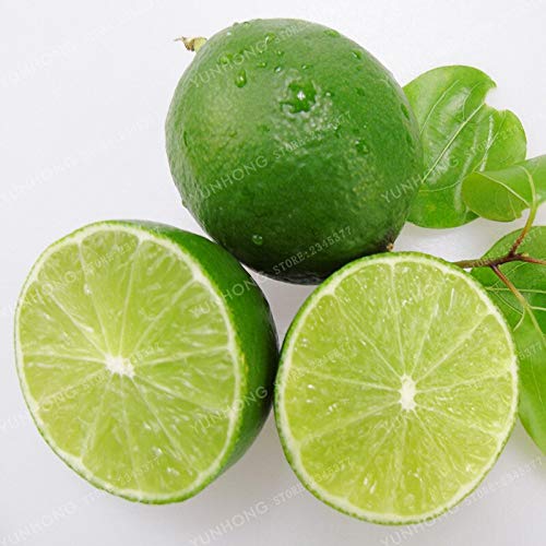 Lot 30 Graines Fraîches Citron Vert – Idéal Bonsaï Ou Plantation Extérieur Toute L'Année