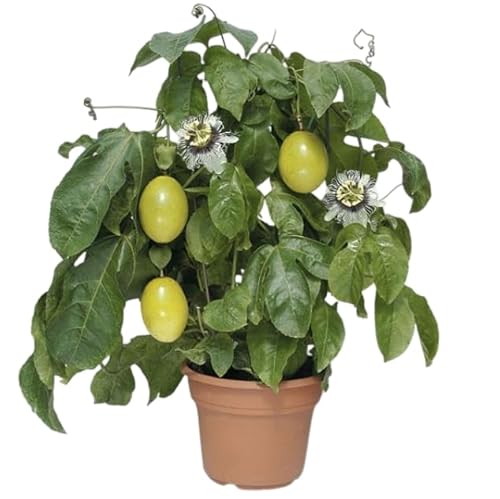 Yellow Passion Fruit Tree Live Plant, 6-10 Inch, 4-Inch Pot