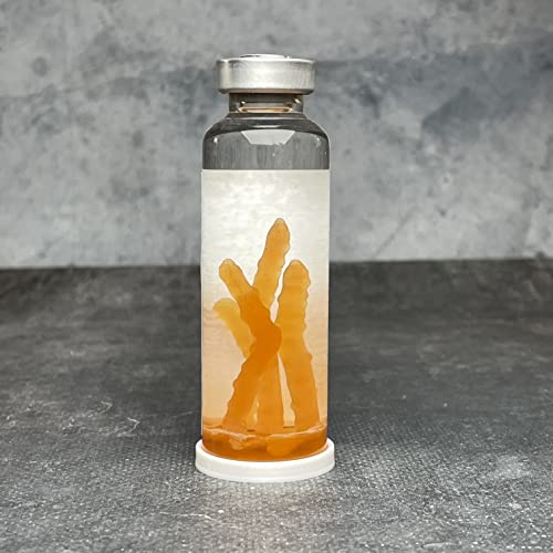 ELACE Fiole Cordyceps The Last of Us Représentation d'un Virus pour Utilisation Fan Art Cosplay Collection (Type B)