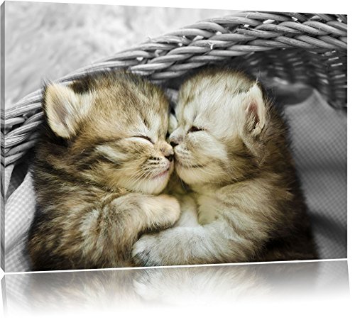 Deux bébé chat doux dans le panier blanc / noir Taille: 60x40 sur toile, XXL énormes Photos...