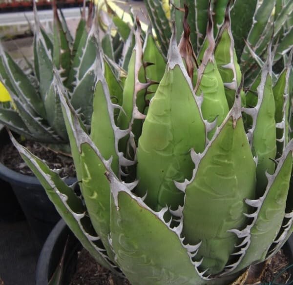 Amazon.co.jp: 種子アガべ パープソラム agave purpusorum 種子50粒