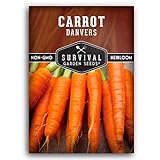 Danvers Carrot Seeds – Danvers 126 Half-Long Carrots for Planting, High-Yield Heirloom Variety – Non-GMO, Open Pollinated Garden Carrot Seeds – Survival Garden Seeds (1 Pack)