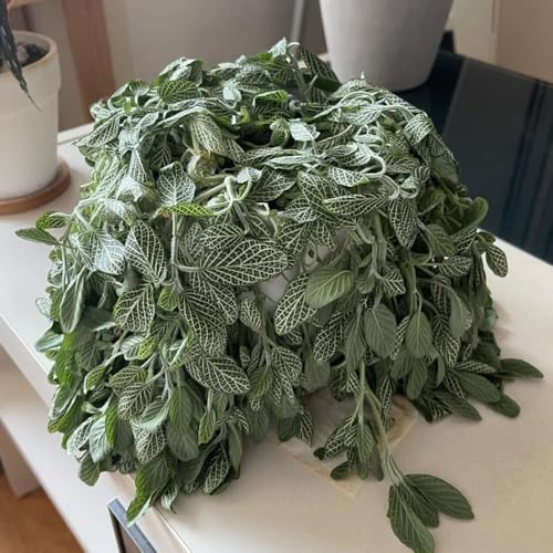 semillas de Fittonia - de interior purificadoras aire variedades antiguas orgánicas resistentes interior productos sostenibles jardineros verdes 450pcs