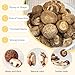 Wanhua Hall Dried Shiitake Mushrooms White Flower Mushroom 8.8oz Premium Grade, Ideal for Soups & Stir-Fry, Featuring Rich Earthy Flavor & Large, Meaty Caps 香菇 椎茸 椴木香菇 剪脚小花菇