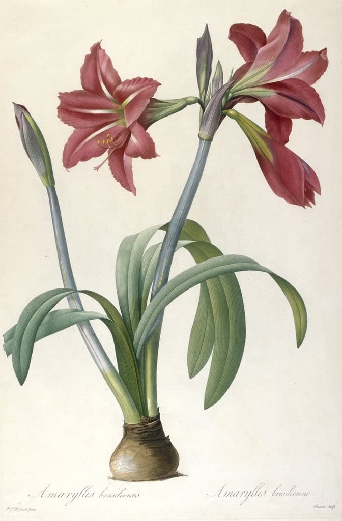 Toile Amaryllis Brasiliensis 60x90cm : impression d'art premium pour salon