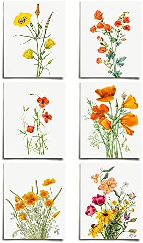 Vintage California Poppy Floral Prints (6 PRINTS) | Modern Wall Art Victorian Illustration UNFRAMED Modern Decorations | Antique Decor Boho Abstract Set Aesthetic | Living Room Bedroom Bathroom Office Kitchen Large Poster | Boy Girls Teen Kids Baby | MaryWalcottSET68P-5x7