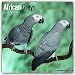 African Grey Calendar - African Grey Parrot Calendar - Parrot Calendar - Calendars 2017 - 2018 Wall Calendars - Bird Calendars - Monthly Wall Calendar by Avonside