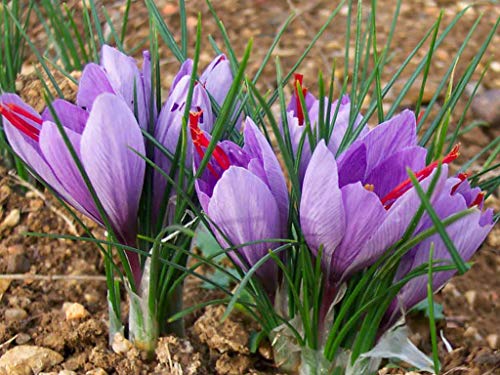Winter Bulbs IMP. Crocus/Saffron A Grade Hybrid Quality Pot & Land Growing Bulbs (Pack Of 3 Sativus)