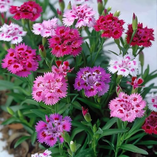 150 Semillas de clavel de China - SemiSauvage Permacultura