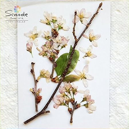 Amazon 押し花素材 押し花パック サクラ 桜 枝付き ３本 S 426 フラワーハウスしもで ドライフラワー 通販