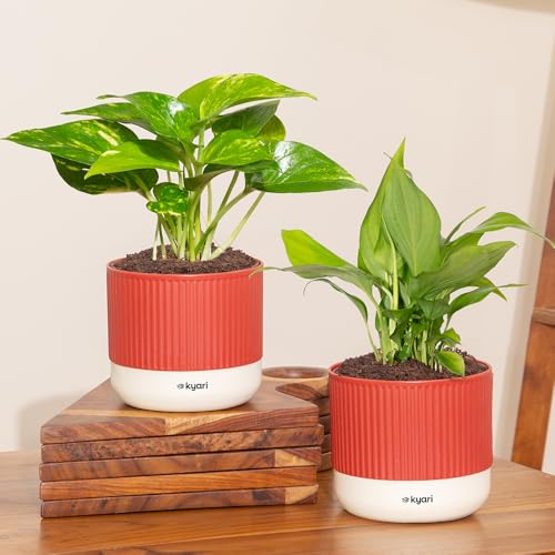 Image of Kyari Combo of 2 Indoor Plants - Money Variegated, Peace Lily with Red Brick Self Watering Pot 4 Inch - Live Plants for Home Decor, Living Room, Office Desk - Air Purifying Vastu Plant Set