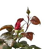 Rosal Flores Rojas Planta Natural Rosal Grandiflora Rojo Rosal de Exterior Grande