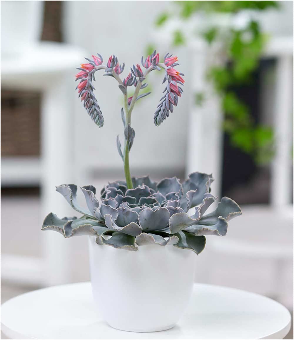 BALDUR Garten Echeveria 'Blue Prince', 1 Pflanze, Sukkulente blhende Zimmerpflanze  Zimmerpflanze, mehrjhrig - frostfrei halten, pflegeleicht, Wasserbedarf  gering : Amazon.de: Garten