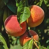 15 Piezas Semillas Resistentes De Melocotonero - Prunus Persica - Árbol Frutal, Semillas De Frutas, Plantas De Jardín De Rocas Semillas De Melocotonero Resistentes Orgánicas, Fruta Fresca, Á