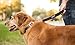 Leash Boss Short Dog Leash with Padded Handle - 12, 18, and 24 Inch Leads for Large Dogs - 1 Inch Nylon (12 in, Black/Red/Gray)