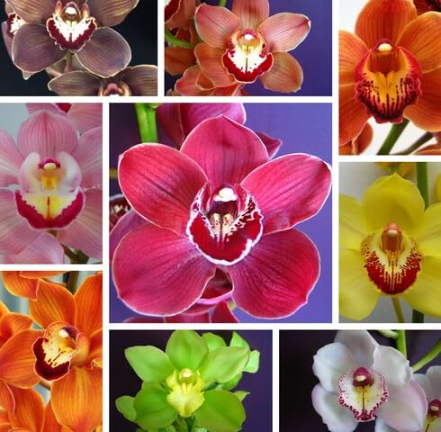 Fresh 100pcs Mixed Orchid Flower Seeds