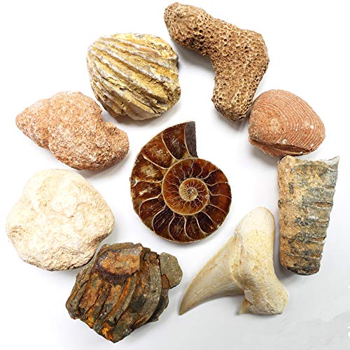 Education Set Collection Kit with Magnifier