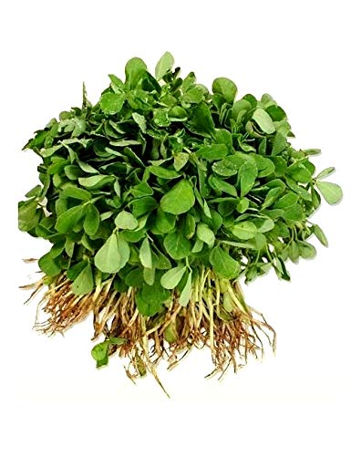 Creative Farmer Vegetable Seeds Methi Long Sweet Vegetable Seeds - Methi Fenu Greek Seeds Best Herb Plant Seeds Home Garden Seeds (B07N46ZJV1) Amazon Price History, Amazon Price Tracker