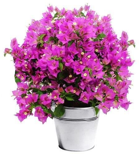 See full amazon price history chart for Platones Live Live Bougainvillea Pink Flower Bonsai 1 Healthy Live Plant With Plastic BagS Platones Live Live Bougainvillea Pink Flower Bonsai 1 Healthy Live Plant With Plastic BagS (B09LYGN6QZ) Amazon Price History, Amazon Price Tracker