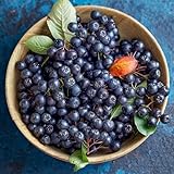 Aronia melanocarpa de jardín de rocas Aronia negra - - Cultivo verdes, interior. Setos,s, decoración sala estar, balcón, 60semillas