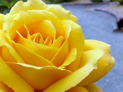 5 ROSA AMARILLA Arbusto Rosa Arbusto Semillas de flores perennesPeine S/H