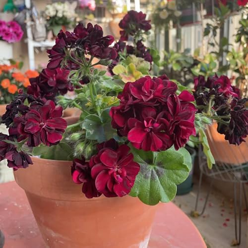 semi di geranio resistenti, pelargonium decorativi resistenti balcone to perenni ornamentali decorazione biologici aiuola da balcone, 400pcs