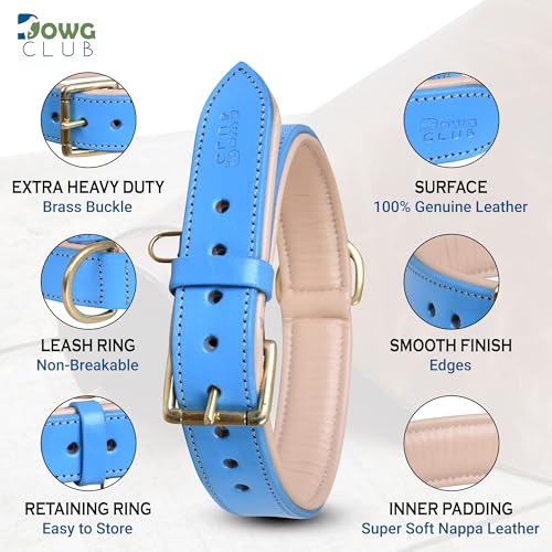 Image of Genuine Leather Dog Collar, Blue, Medium, Brass Buckle, Padded | 1 Inch Wide, Fit Neck Size - 14.5 inch - 18.5 inch, Double D Ring, Adjustable, Thick Leather, Heavy Duty, Soft Leather padding
