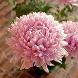 Semillas de crisantemo, variedades antiguas Decoración de jardín para exteriores decorativas invernaderos de balcón de semillas de para invitados 600pcs