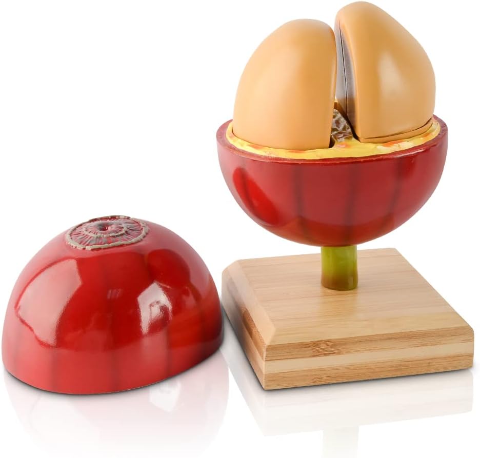 Artificial Coffee Bean Plant Tree for Crafts Coffee Table Decoration Coffee Bar Decor Accessories Tools Detachable Coffee Bean Model Resin Fake Fruit Coffee Bean with Bamboo Base for Coffee Bar