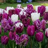 DUTCH BULBS EXCLUSIVE PLANTS FROM HOLLAND