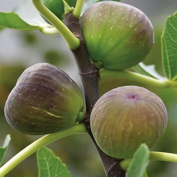 Poona Variety Fig Anjeer Fruit Live Plants For Home Gardening Outdoor Indoor Live Plants (B0CGV9FB2Z) Amazon Price History, Amazon Price Tracker