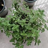 katzenminze samen zum pflanzen blumenwiese, gartendeko für draußen katzenminze samen bio frühlingsblumen, winterharte kübelpflanzen bodendecker winterhart mehrjährig bio 300pcs