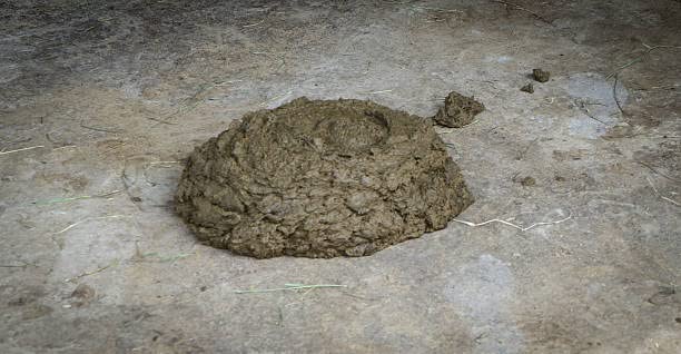 Logarithm Fresh Cow Dung (500g)