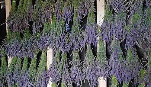 Ramilletes naturales de lavanda seca 22-24 pulg miniatura 4