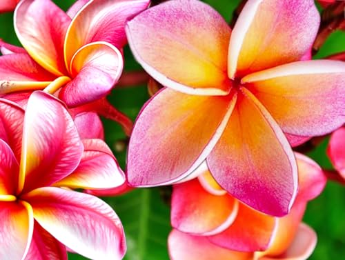 Peinture diamant rose hawaïen pour s'évader et retrouver la sérénité créative à la maison