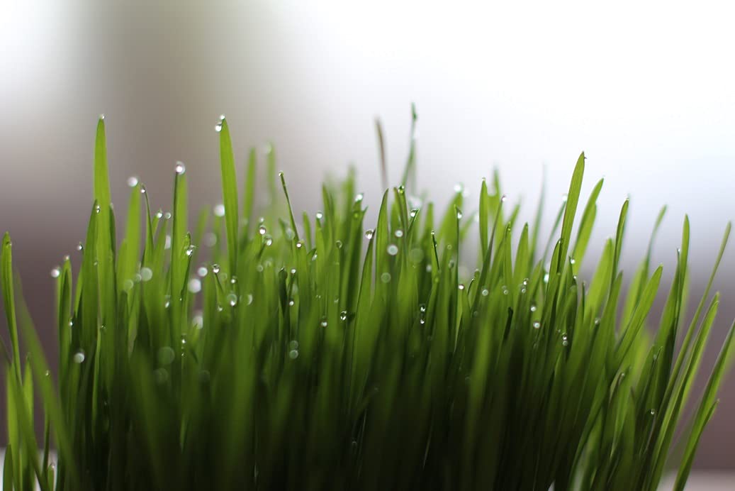 Cellavita Bio Gerstengras Vita - das Superfood Bio vegan ohne Zusatzstoffe keine Füllstoffe | (500g)