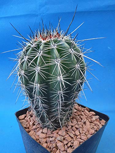 Tucson Tools Goognice Saguaro Cactus 5" To 10" Tall 8 To 10 Years Old (Shipped Bare Root!) #TOP5