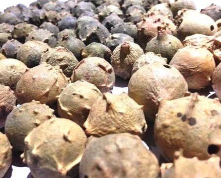 Gall Oak Querus Infectoria MAJUPHAL Fruit Ayurveda Whole - 200g