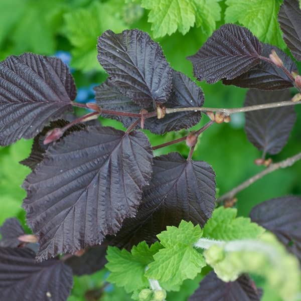 Noisetier pourpre – Corylus maxima 'Purpurea' 60-80 cm pot | Arbuste vigoureux, feuillage pourpre foncé, parfait haie & grand jardin