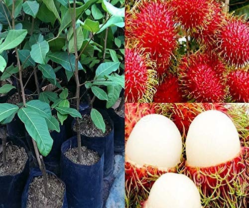 Golden Hills Farm Rare" Rambutan 1 Healthy live Plant (B07ZTLRDJF) Amazon Price History, Amazon Price Tracker
