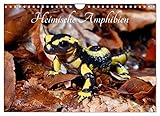 Heimische Amphibien (Wandkalender 2023 DIN A4 quer), Calvendo Monatskalender