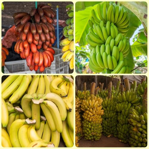 semi di banane, banane, luoghi soleggiati di banana di banana resistente banano resistente Le da sono 150pcs