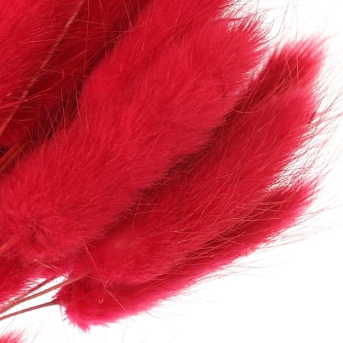 Decoración con hierba seca Bunny Tail, 60 tallos rojos miniatura 3