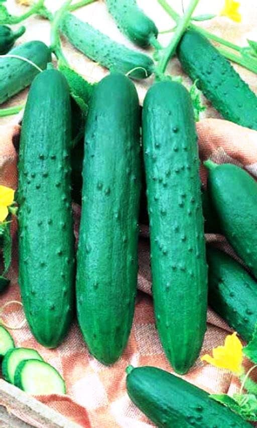 Miniatura 2 de CEMEHA SEEDS - Pepino de interior autopolinizado Zozula F1 decapado vegetal no transgénico para plantar