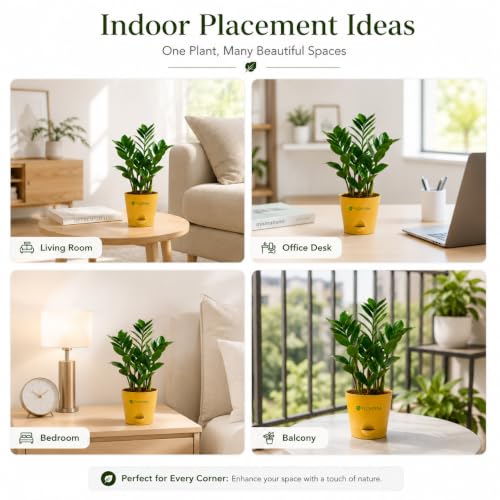 Image of Zamia ZZ Plant Indoor Live Plant with Pot | Low Maintenance Air Purifying House Plant | Indoor Plants for Home & Office | Lucky Green Plant | Decorative Live Plant