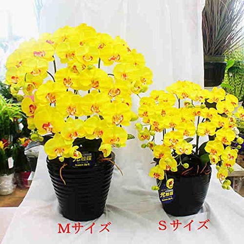 光触媒 胡蝶蘭10本立イエロー 造花 Amazon｜光触媒 胡蝶蘭 ギフト